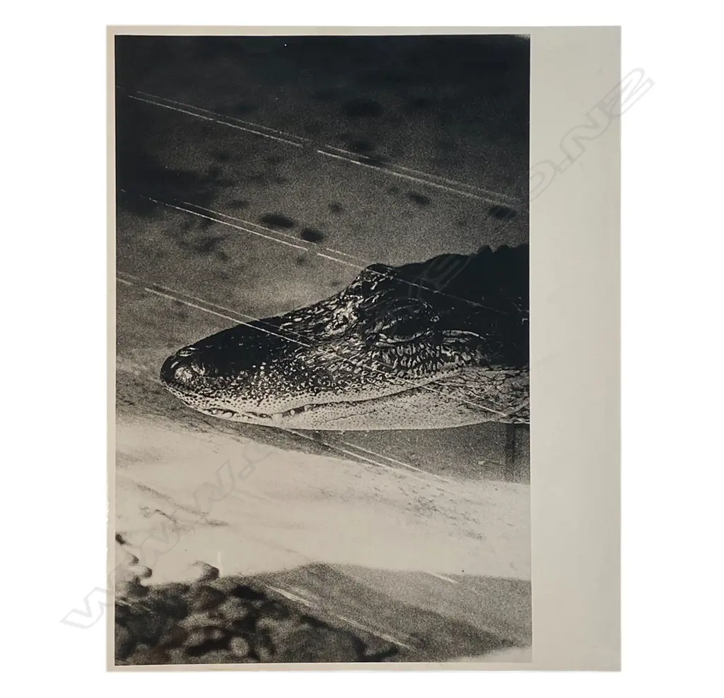 Peter Peryer 'Alligator', 1979 Image 1++
